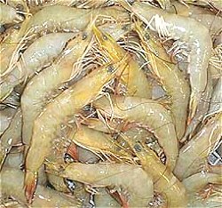 Banana Prawns, Indian banana prawn, redleg banana prawn, white banana prawn, white prawn. Penaeus indicus & Penaeus merguiensis