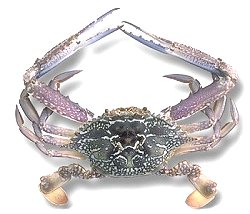 Blue Swimmer Crab, Portunus pelagicus