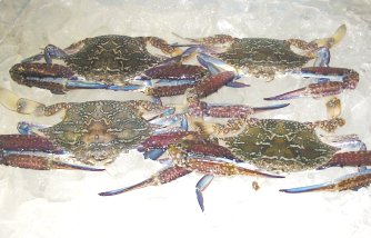 Blue Swimming Crabs on ice, Portunus pelagicus crabs