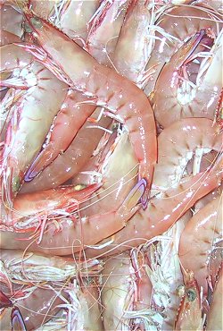 Eastern King Prawns, Penaeus plebejus, ocean king prawns,