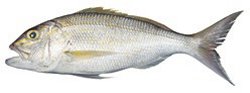 Gold Band Snapper