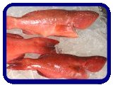 Ocean Exports - Chilled & Frozen Fish