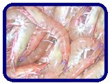 Ocean Exports - Australian Prawns