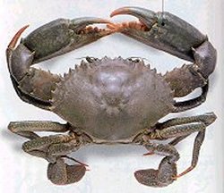 Mud Crab