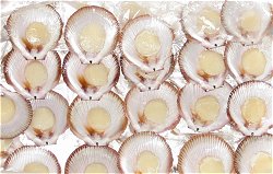 1/2 Shell Queensland Scallops - Roe Off. Half shell scallops