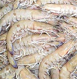 Red Spot King Prawns, redspot shrimp, Penaeus longistylus