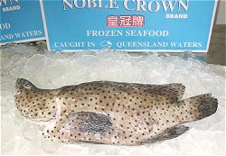 Barramundi Cod, cromileptes altivelis, frozen reef cod