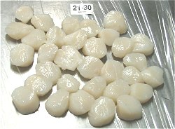 Raw Queensland Scallop Meat - Amusium balloti