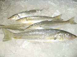 Sillago species whiting fish, chilled and frozen whiting suppliers